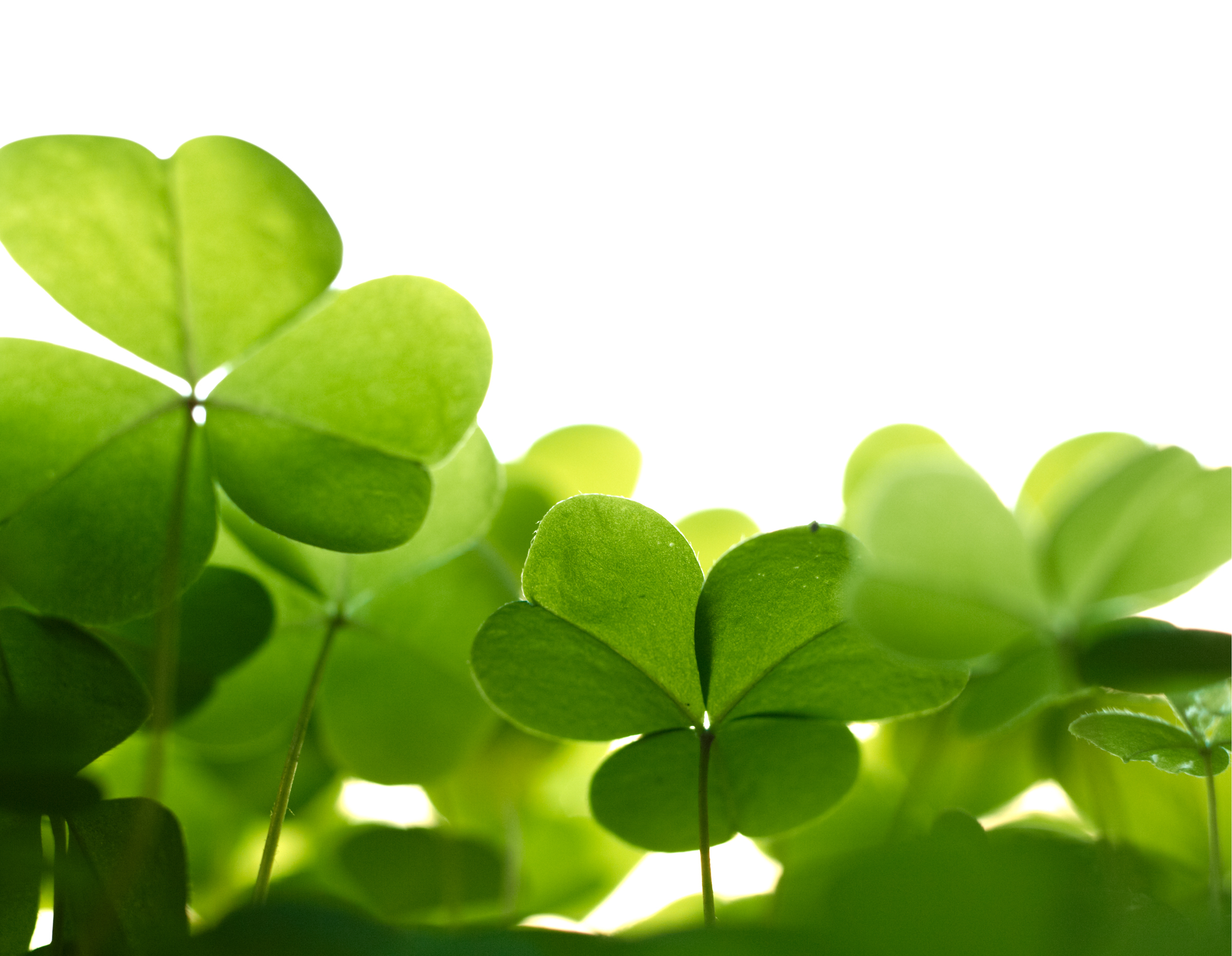 Top Ways to Celebrate St. Patrick’s Day in San Diego